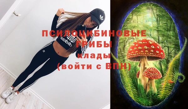 ПСИЛОЦИБИНОВЫЕ ГРИБЫ Горно-Алтайск